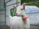 動物ふれあい体験