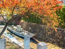 高瀬川の紅葉