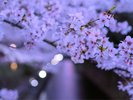 京都桜シーズン:河原町三条エリア