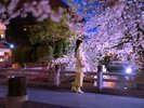 京都桜シーズン:河原町三条エリア