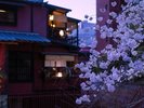 京都桜シーズン:河原町三条エリア