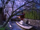 京都桜シーズン:河原町三条エリア