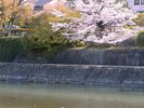 京都桜シーズン:河原町三条エリア