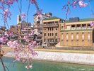 京都桜シーズン:河原町三条エリア