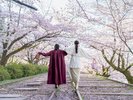 京都桜シーズン:河原町三条エリア