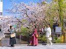 アクティビティ:京町らんまん川さんぽ