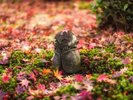 京都紅葉シーズン