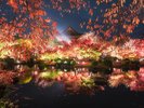 京都紅葉シーズン
