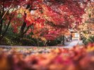 京都紅葉シーズン