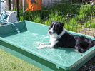 #ドッグラン たっぷり走った後は、水遊びでひんやりリフレッシュ!