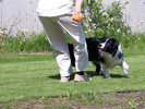 #ドッグラン ドッグランで飼い主様と愛犬が一緒に楽しめるひととき。