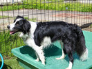 #ドッグラン ドッグラン横の水遊び場で、愛犬も涼しく快適に。