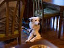 #レストラン 愛犬もリラックスできる落ち着いた雰囲気です。