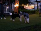 #ナイトドッグラン 宿泊者限定・夜22時までご利用いただけます。