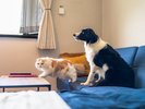 #ワンちゃん・猫ちゃん・小動物、ご宿泊可能です。デラックスルームは大型犬もOK!