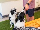 #夏季限定BBQ テラスで愛犬と一緒に楽しんでください!