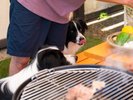 #夏季限定BBQ テラスで愛犬と一緒に楽しんでください!