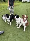 #愛犬と一緒にご滞在ください!