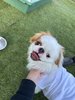 #愛犬と一緒にご滞在ください!