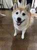 #愛犬と一緒にご滞在ください!