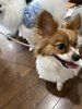 #愛犬と一緒にご滞在ください!
