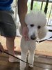 #愛犬と一緒にご滞在ください!大型犬もOK