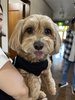 #愛犬と一緒にご滞在ください!