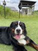 #愛犬と一緒にご滞在ください!大型犬もOK
