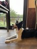 #愛犬と一緒にご滞在ください!