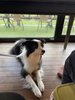 #愛犬と一緒にご滞在ください!
