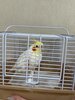 #インコちゃんも宿泊可能です!