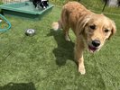 #愛犬と一緒にご滞在ください!大型犬もOK