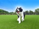 dog park �a��