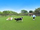 dog park �a��