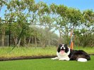 �`dog park �a�݁`�~�X�g�V�����[�ŉĂ��������V�ׂ܂���