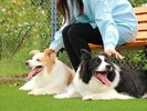 �`dog park �a�݁`���p�C���[�W