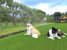 �`dog park �a�݁`�~�X�g�V�����[