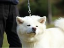 秋田犬※画像提供:秋田市