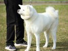 秋田犬※画像提供:秋田市