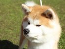秋田犬※画像提供:秋田市