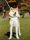 秋田犬※画像提供:秋田市