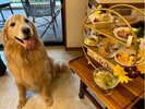 ワンダフルミールディナー(一例) 看板犬リアンと一緒♪