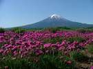 「夏」鮮やかなつつじと爽やかな富士山。