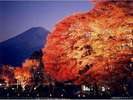 河口湖 紅葉まつり 当館からお車で3分です♪