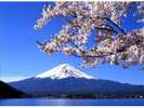 河口湖は桜の季節