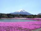 富士芝桜祭り 当館よりお車で約30分!