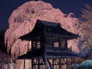阿弥陀寺