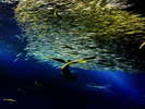 アクアワールド茨城大洗水族館