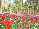 国営ひたち海浜公園にて4月中旬〜下旬頃、チューリップが見頃です。「国営ひたち海浜公園提供」