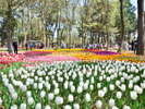 国営ひたち海浜公園にて4月中旬〜下旬頃、チューリップが見頃です。「国営ひたち海浜公園提供」